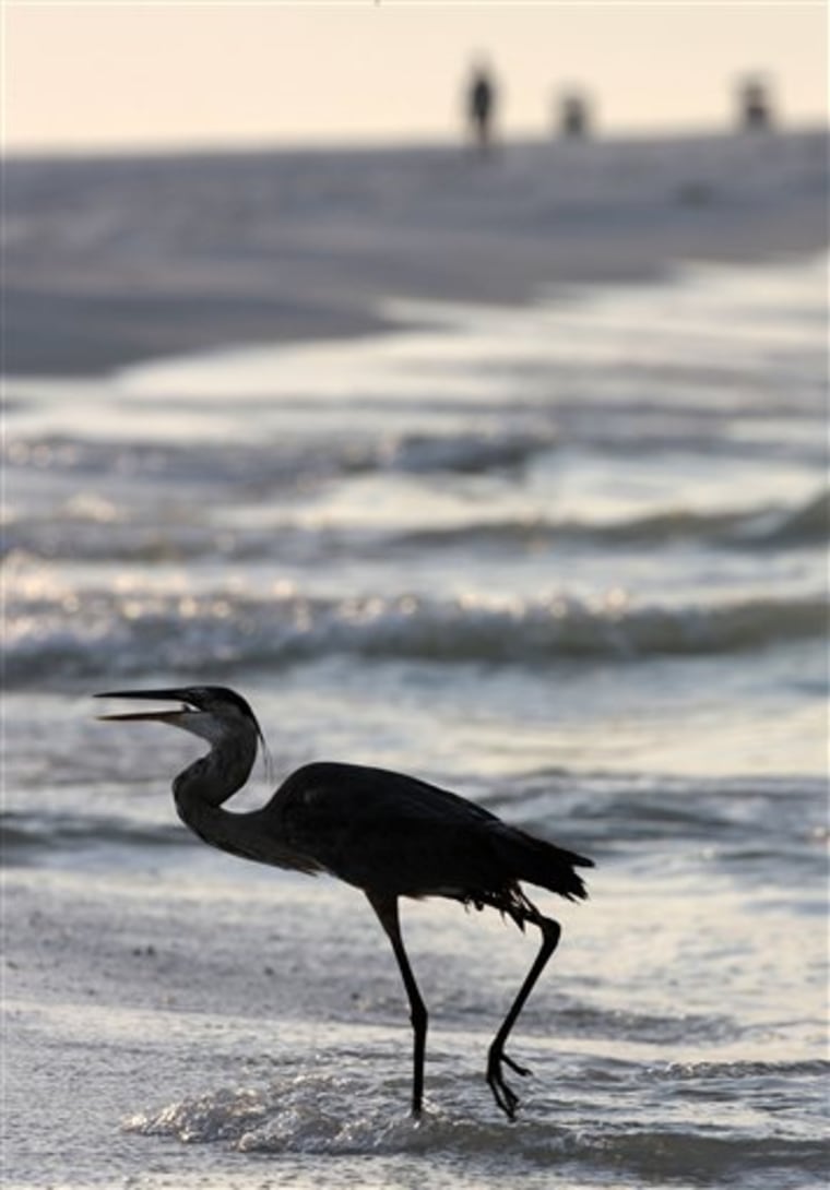 A blue heron snacks in the surf as oil cleanup crews make their morning patrol along the beach in Gulf Shores, Ala., on Wednesday.